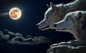 Вой и рычание волка / Howl of the wolf