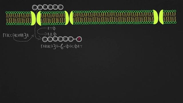 Гликолиз. Транспорт глюкозы в клетку. смотреть онлайн