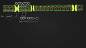 Гликолиз. Транспорт глюкозы в клетку.