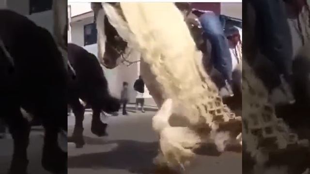 Самая красивая лошадь в мире смотреть онлайн