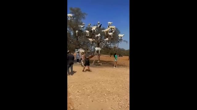 Приколы с котами! КОТ ЗАХВАТЫВАЕТ КУХНЮ! Смешные коты С ОЗВУЧКОЙ! Самые смешные животные! смотреть онлайн