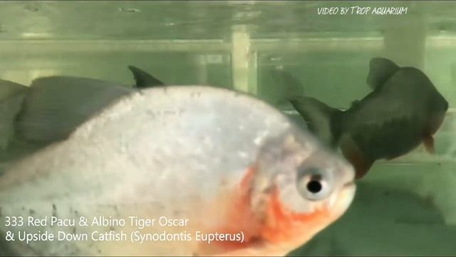 Other Tropical Fishes Part V (Trop Aquarium SG) смотреть онлайн