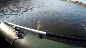Рыбалка с лодки бортовыми удочками. Поперло.) Рыболовная практика.