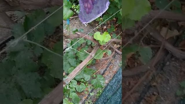 Виноград Маникюр Фингер смотреть онлайн