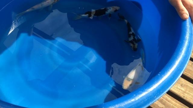 How to pick Shiro Utsuri koi with Omosako! смотреть онлайн