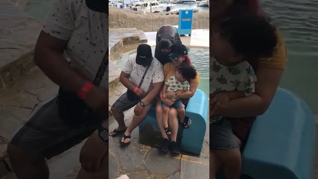 Фото с морским львом смотреть онлайн