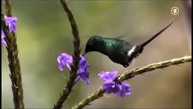 Lien khuc Bahnar смотреть онлайн