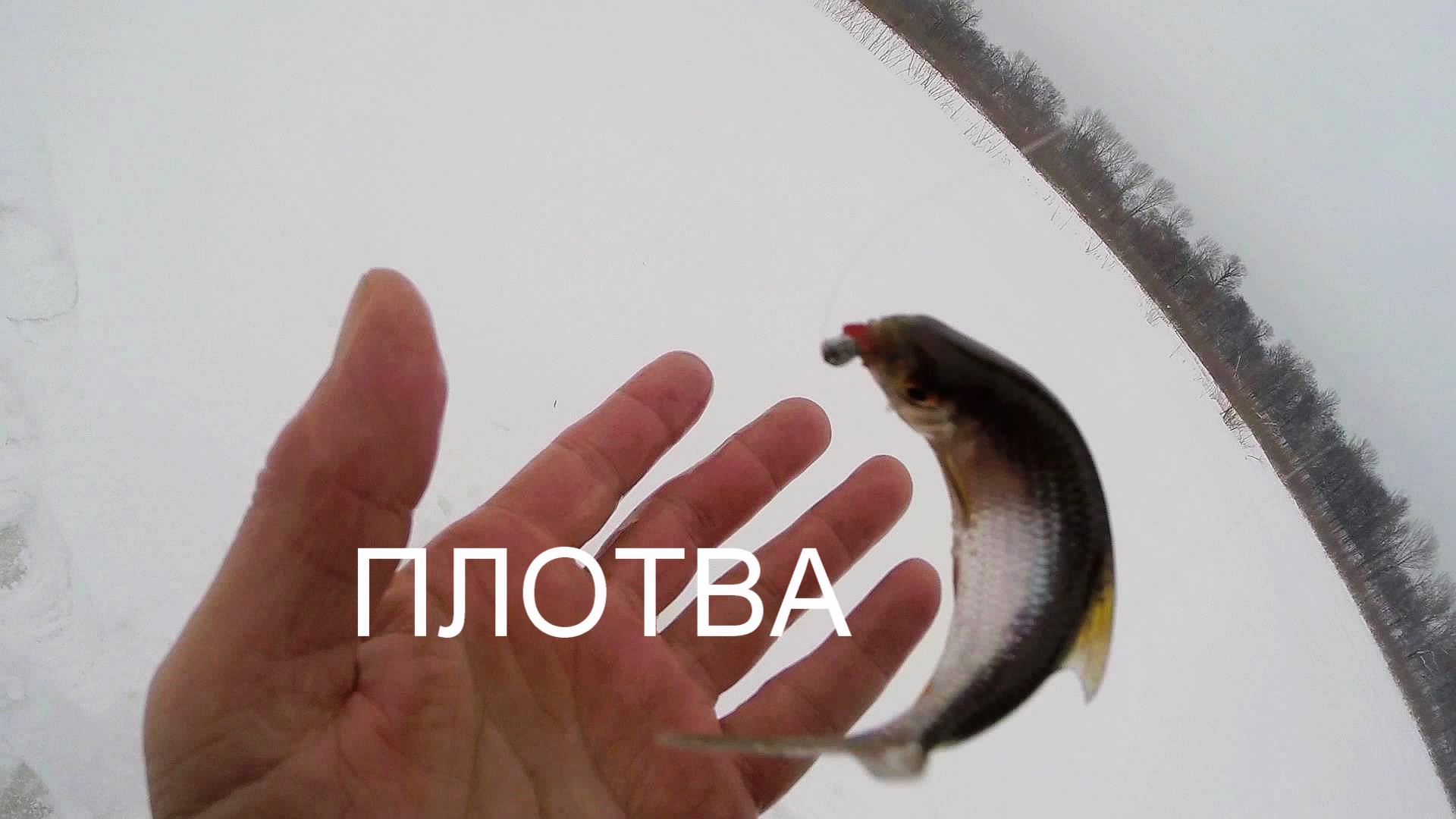 Как поймать плотву или нам нужна плотва.