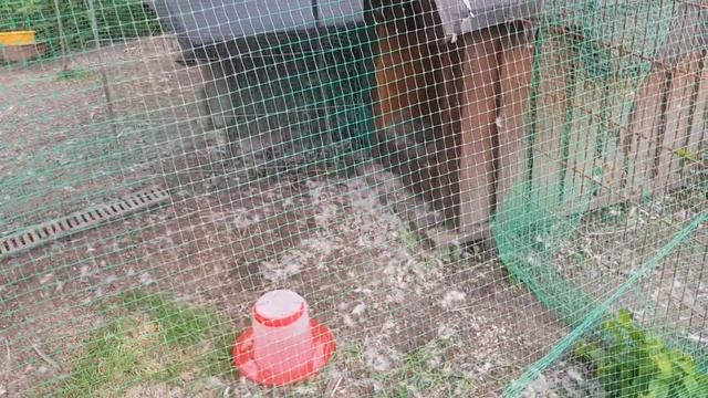 Обустройство летних домиков для мускусных уток и утят смотреть онлайн