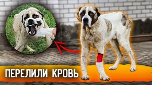 Чем закончилась история с нападением алабая? 5 часть, мы все таки перелили кровь!