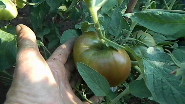 Томат Dwarf Wild Spudleaf. смотреть онлайн
