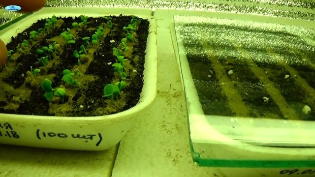 УРА! ПЕРВЫЕ ВСХОДЫ ЦВЕТОВ! Что нужно сразу сделать. смотреть онлайн