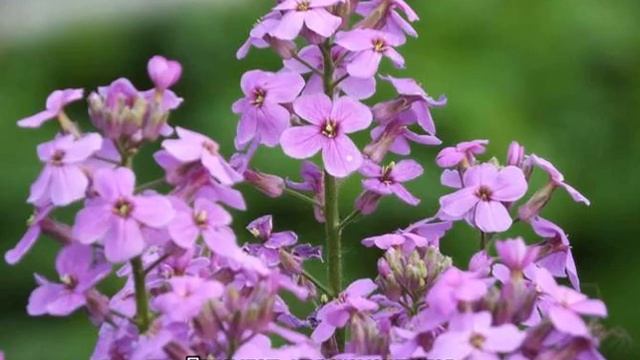Вечерница матроны (Hesperis matronalis) смотреть онлайн