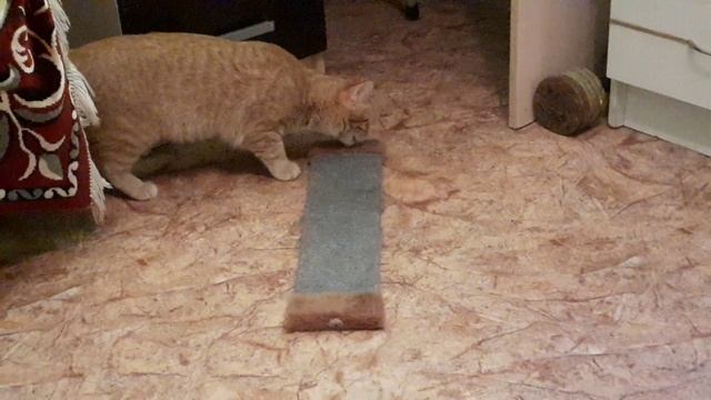 Лучик привыкает к когтеточке? смотреть онлайн