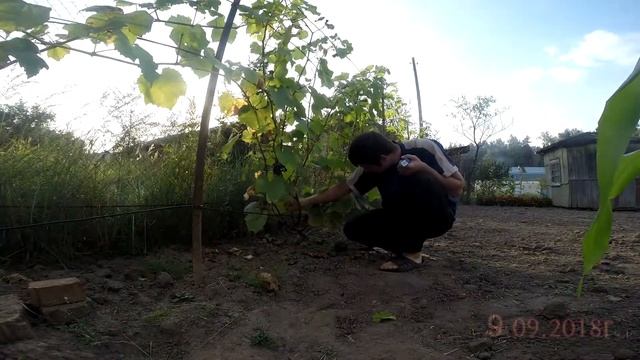 Мой виноград. Вэлиант. Замер сахаристости. смотреть онлайн