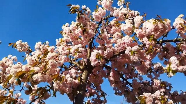 Footage ФУТАЖ 89 САКУРА (Sakura) смотреть онлайн