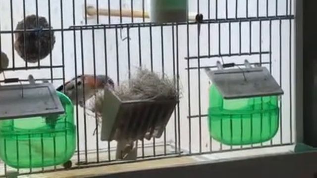 Carduelis cucullata Огненные чижи Разведение Постройка гнезда смотреть онлайн