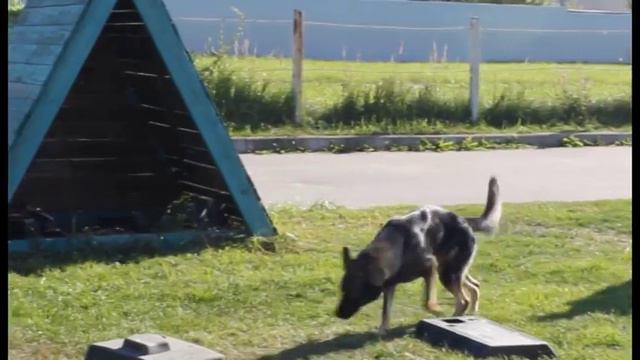 Vortex Worker - explosives detection training смотреть онлайн