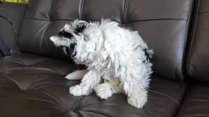 Бивер йоркширский терьер Офелия две недели с нами.