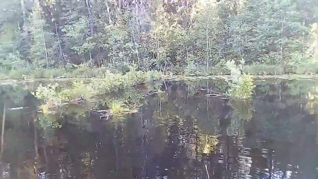 Кормим дикую утку рыбой . смотреть онлайн