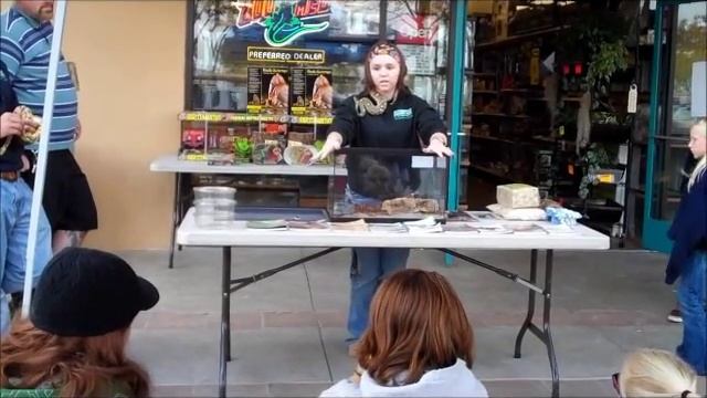 Ball Python Setup Workshop смотреть онлайн