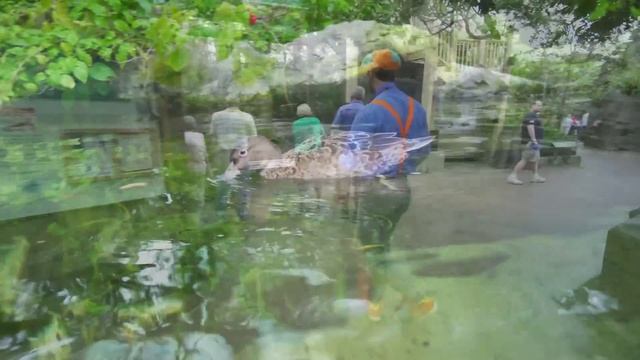 Blippi At The Zoo (Point Defiance Zoo & Aquarium) | Animal Videos For Kids | Blippi Toys