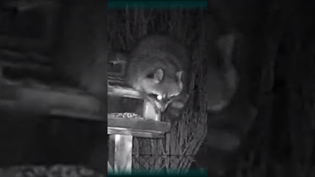 Hungry Raccoon on the Prowl смотреть онлайн