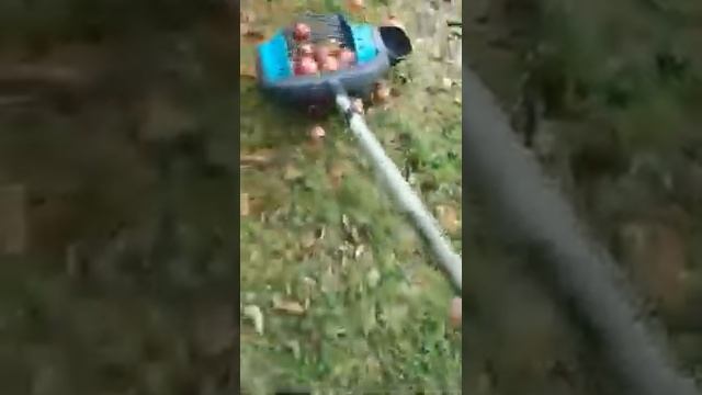 Устройство для сбора опавших яблок смотреть онлайн