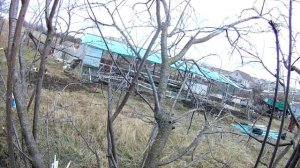 Обрезала сливу. Очищаю лишайники со ствола сливы.