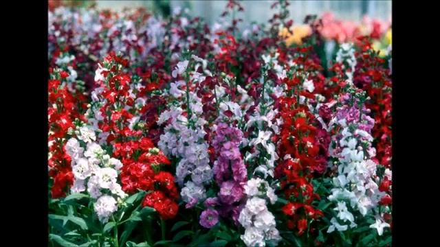 Какие однолетники посеять в апреле