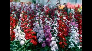 Какие однолетники посеять в апреле