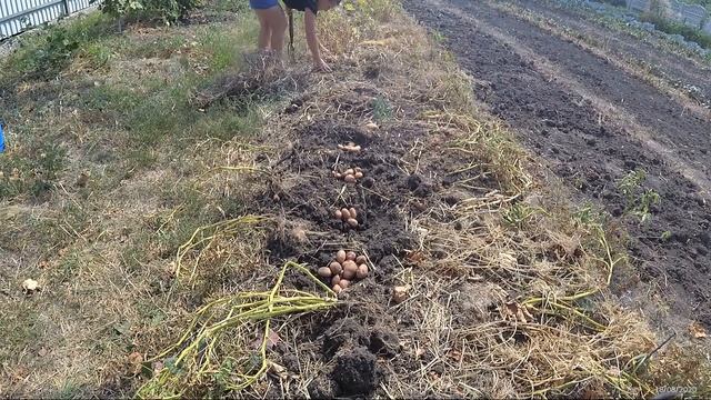 Картофель урожай 2020 смотреть онлайн