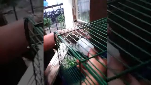 Как повесить поилку для хомяка в домашних условиях смотреть онлайн