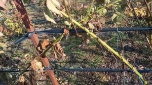 обрезка ежевики Фридом