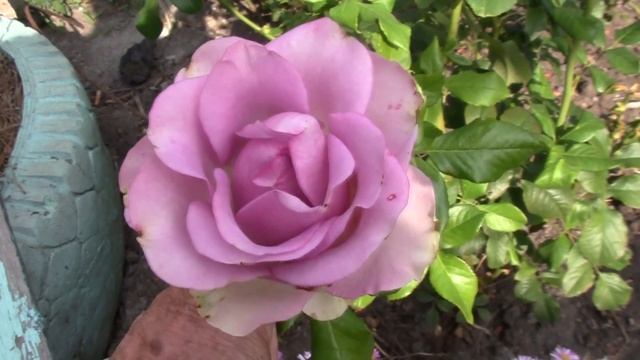 Стихи про Любовь.Я Такой же Как Все.Читает Автор Александр Лесь. смотреть онлайн