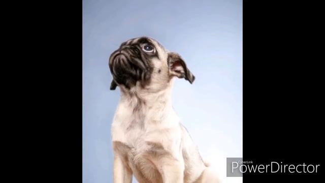 Мопсики мопсы (интро и мопсы) смотреть онлайн