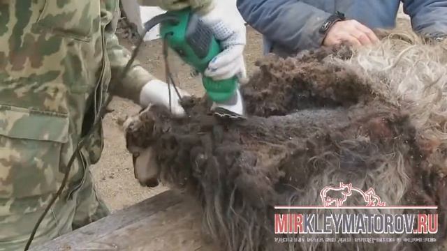 Как стричь овцу машинкой для стрижки