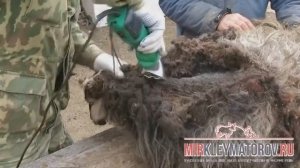 Как стричь овцу машинкой для стрижки