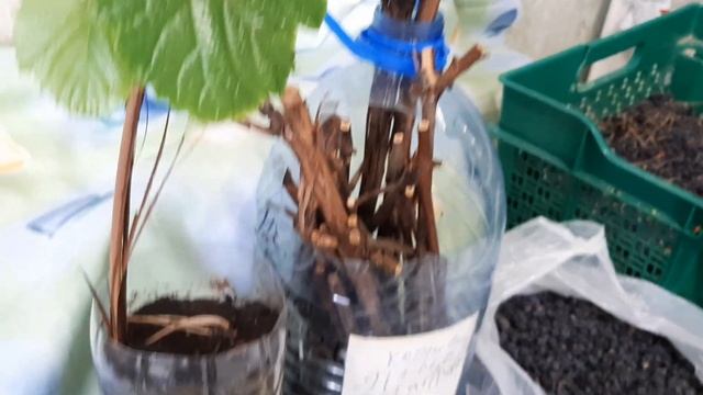 АМУРСКИЙ ВИНОГРАД.КОМПОТ.КНЯЖЕНИКА САДОВАЯ СОРТА ИЗ ШВЕЦИИ ФИНЛЯНДИИ. смотреть онлайн