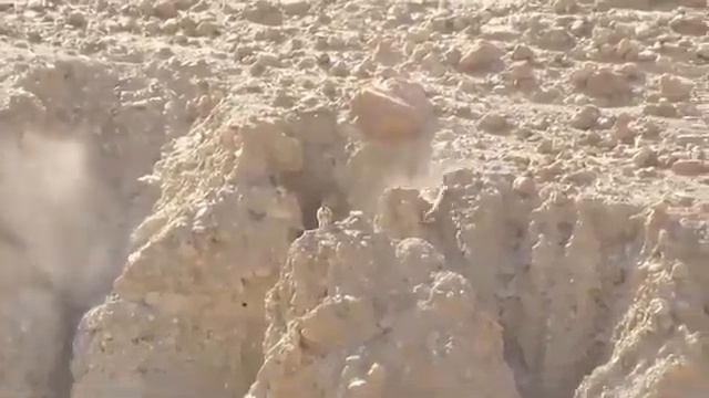 Тибетский волк  виртуозно догоняет козла