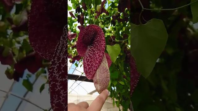 ARISTOLOCHIA GRANDIFLORA: IMPRESIONANTE смотреть онлайн