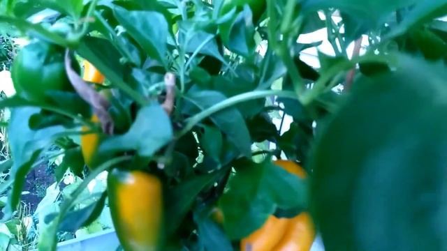 Огород на террасе. Vegetable Garden On The Terrace. Gemüsegarten Auf Der Terrasse.
