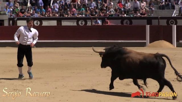 Concurso de Recortes con Toros en Las Ventas - Madrid 2014
