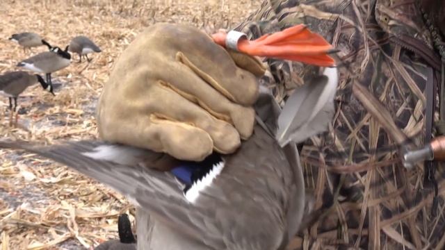 Minnesota Goose Hunting- snow storm traffic(Bonus Leg Band!) смотреть онлайн