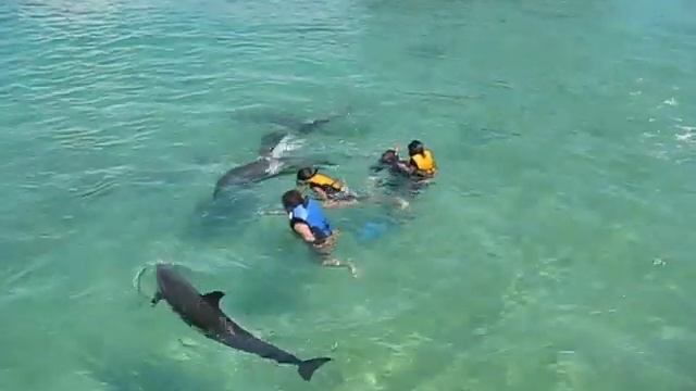 Dolphin Island 2 смотреть онлайн