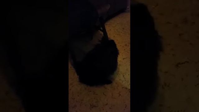 Шпиц поет песенку\Spitz Sings A Song