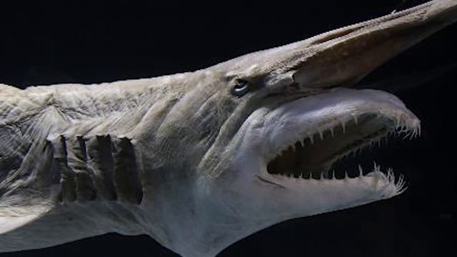 Top 10 Deep Sea Creatures That Are Scarier Than The Megalodon смотреть онлайн