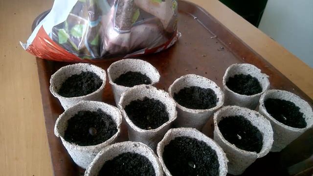 ЛЮФФА - как посеять семена на рассаду. LUFF - how to sow seeds for seedlings. смотреть онлайн