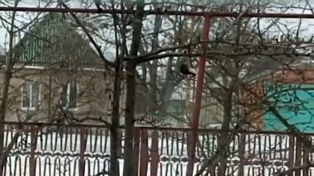 синички кушают #зима #птицы #кушаютсало смотреть онлайн