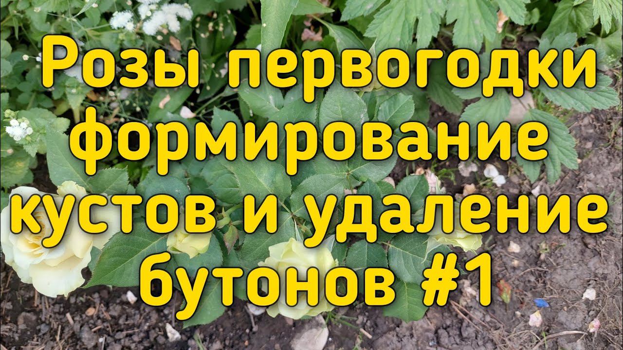 Чайногибридные Розы первогодки. Удаление бутонов , обрезка и формирование кустов. Ч#1 смотреть онлайн